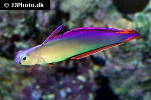 Dartfish / Jawfish