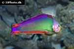 nemateleotris decora nemateleotris decora