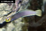 nemateleotris helfrichi nemateleotris helfrichi