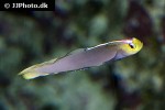 nemateleotris helfrichi nemateleotris helfrichi