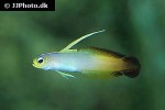 nemateleotris magnifica nemateleotris magnifica