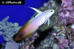 nemateleotris magnifica nemateleotris magnifica