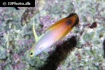 nemateleotris magnifica nemateleotris magnifica