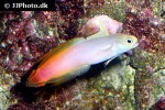 nemateleotris magnifica nemateleotris magnifica