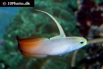 nemateleotris magnifica nemateleotris magnifica
