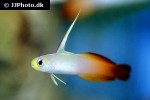 nemateleotris magnifica nemateleotris magnifica
