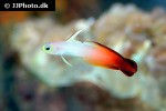 nemateleotris magnifica nemateleotris magnifica