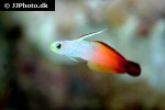 nemateleotris magnifica nemateleotris magnifica