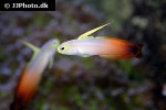 nemateleotris magnifica nemateleotris magnifica