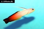nemateleotris magnifica nemateleotris magnifica