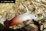 nemateleotris magnifica nemateleotris magnifica