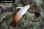 nemateleotris magnifica nemateleotris magnifica