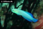 opistognathus aurifrons opistognathus aurifrons