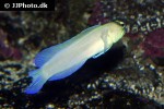 opistognathus aurifrons opistognathus aurifrons