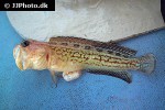 opistognathus castelnaui opistognathus castelnaui