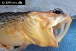 opistognathus castelnaui opistognathus castelnaui