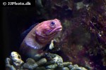 opistognathus castelnaui opistognathus castelnaui