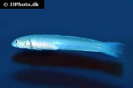 ptereleotris hanae ptereleotris hanae