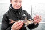 36 oresund