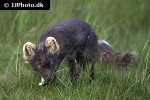 alopex lagopus arctic fox alopex lagopus arctic fox