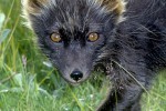 alopex lagopus arctic fox alopex lagopus arctic fox