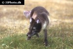 alopex lagopus arctic fox alopex lagopus arctic fox