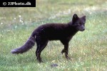 alopex lagopus arctic fox alopex lagopus arctic fox