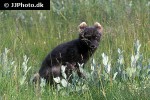alopex lagopus arctic fox alopex lagopus arctic fox