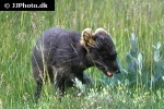 alopex lagopus arctic fox alopex lagopus arctic fox