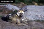 canis familiaris dog canis familiaris dog