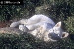 canis familiaris dog canis familiaris dog