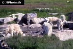 canis familiaris dog canis familiaris dog