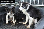 canis familiaris dog canis familiaris dog