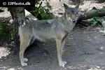 canis lupus wolf canis lupus wolf