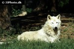 canis lupus arctos arctic wolf canis lupus arctos arctic wolf