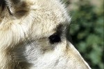 canis lupus arctos arctic wolf canis lupus arctos arctic wolf