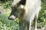 canis lupus arctos arctic wolf canis lupus arctos arctic wolf