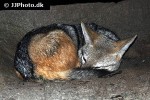 canis mesomelas black backed jackal canis mesomelas black backed jackal