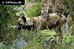 lycaon pictus african wild dog lycaon pictus african wild dog