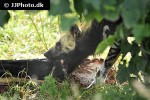 lycaon pictus african wild dog lycaon pictus african wild dog