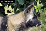 lycaon pictus african wild dog lycaon pictus african wild dog
