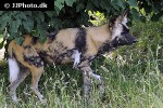 lycaon pictus african wild dog lycaon pictus african wild dog
