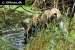 lycaon pictus african wild dog lycaon pictus african wild dog