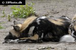 lycaon pictus african wild dog lycaon pictus african wild dog