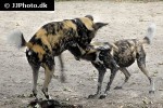 lycaon pictus african wild dog lycaon pictus african wild dog