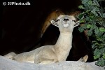 ovis canadensis bighorn sheep ovis canadensis bighorn sheep