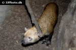 speothos venaticus bush dog speothos venaticus bush dog