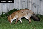 vulpes vulpes red fox vulpes vulpes red fox