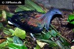 caloenas nicobarica nicobar pigeon caloenas nicobarica nicobar pigeon