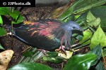 caloenas nicobarica nicobar pigeon caloenas nicobarica nicobar pigeon